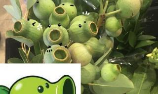 原来豌豆射手真的存在