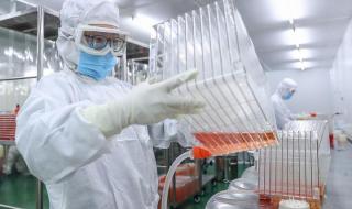 vero细胞是生物还是科兴