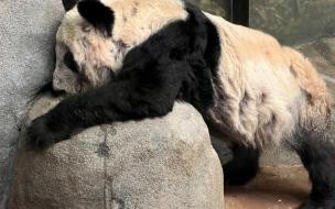 大熊猫丫丫回笼训练多久回国的 “丫丫”回国后首次露面