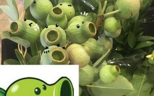 豌豆射手的一家是谁 原来豌豆射手真的存在